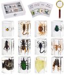 MegaBox 12 Pcs Insect in Resin Specimen Bugs Discovery Collection Paperweights, Scientific Educational Insects with Information Cards