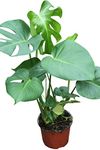 Indoor Plant -House or Office Plant -Monstera deliciosa - Swiss Cheese Plant 30cms Tall