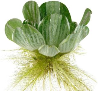 Bundle of 5 Water Lettuce Floating Pond Plants Live Aquatic Plant Great for Koi Ponds Fast Growing CANNOT SHIP to SOME STATES (5)