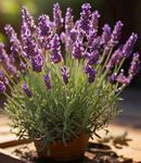 Gebdinsh Garden® Imported Lavender Herbs Seeds For Your Kitchen Garden (Pack Of 30 seeds)