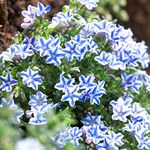 Lithodora 'Blue Star' | Evergreen Perennial Outdoor Garden Plants in Plant Pot (30-40cm Incl. Pot)