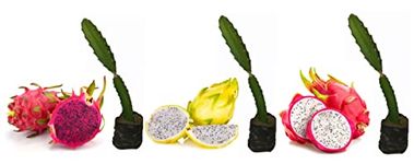 GLOBAL GREEN - Dragon Fruit Plant hybrid (pack of 3, 1 red & 1 yellow & 1 white) height 7'' to 11'' inches