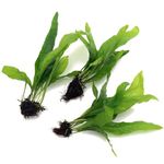 3X Java Fern Live Aquarium Plants Microsorum Pteropus 3 Stem Rhizome k2aqua