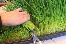 500g Wheat Grass Seed - CAT Grass - Sprouting - JUICING - 500g by Pretty Wild Seeds