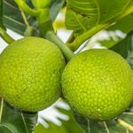 M-Tech Gardens Rare Breadfruit Plant (Artocarpus altilis, Hybrid) Exotic 1 Live Fruit Plant