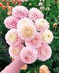 Dahlia Decorative 'Marble Ball' Out
