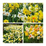 Daffodil Mixed Flower Bulbs. Size 10 up (20) Perfect for naturalising in grass banks or woodland. Easy to Grow