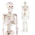 Mini Human Skeleton Anatomy Model -