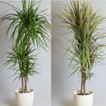 2 x House Plants 3L - Indoor Plant Great for air Purifying in bedrooms & Office Rooms, Indoor Plants Measuring 140cm Tall by Tropical Plants UK