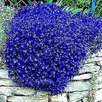 100pcs/bag Creeping Thyme Seeds or Blue Rock Cress Seeds Perennial Ground cover flower, Natural growth for home garden 8