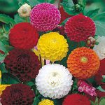 Creative Farmer Flower Seeds : Dahlia Hybrids Balcony Garden Flower Seeds For Summer (14 Packets) Garden Plant Seeds