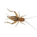 Livefoods4u Live Brown Silent Crickets Medium (9-14mm) Tub of 100