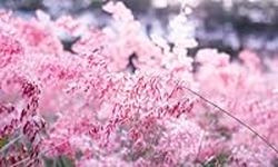 Seeds Pink Grass Hardy Grass for be