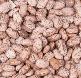 Pinto Beans Dry Bulk 20 lbs (Bulk in Box) NON-GMO Dove Creek, Colorado, USA, Sombrero Frijol Beans