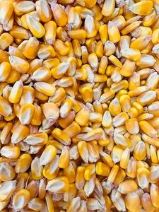 Single A Corn: Premium Dried and Shelled Whole Kernel Corn 10lbs- Perfect Feed for Birds, Deer, and Other Wildlife- This Season's Corn!