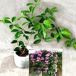 AGRO ALIVE Garlic Vine Live Flowering Plant Outdoor Garden Balcony Flowering Natural Creeper Low Maintenance plant in growbag