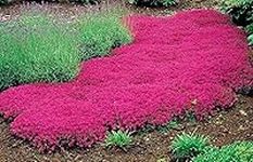 1000+ Red Carpet Creeping Thyme Ground Cover Plant Seeds Perennial- Non-GMO&Heirloom Flower Thyme Seeds for Planting