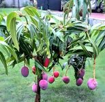 REMASLARIC"ORIGINAL EGG OF SUN JAPANESE MIYAZAKI MANGO"Grafted hybrid Healthy Live plant,Pack of 1(Plant- 1.5 Feet Height) Healthy Fruit Plant For Home Garden Plants Tree