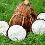 Myla Organics. Coconut Embryo.Coconut Flower.Coconut Apple.Sprrouted Coconut (1) - Fresh, 400 Gm