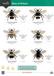 Field Studies Council Bees of Britain: Science Resource Booklet for Teachers (WildID)