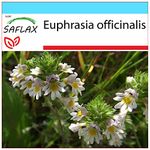 SAFLAX - Gift Set - Eyebright - 200 Seeds - Euphrasia officinalis