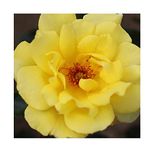 Rosa Climbing Rose 'Golden Showers' Plant