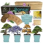 Bonsai Tree Seed Starter Kit - Comp