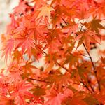 YouGarden Japanese Maple, Acer palmatum 'Phoenix' in 1.5L Pot, Autumn Colour, Deciduous Tree for UK Gardens, Ready to Plant Out