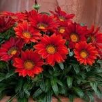 Greenursery Gazania African Daisy Gorgeous Flower Plant with Black Plastic Pot. (African Daisies, Red)