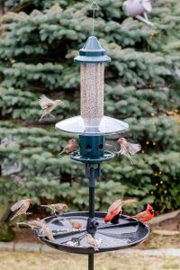 Jacobi Jayne Buster Plus Squirrel-Proof Bird Feeder, Metal, Green