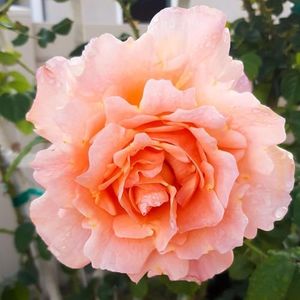 Heirloom C