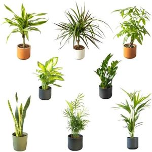SMPLY. - Pack Plantas Nueva Casa - 8 Plantas naturales de Interior - Ideal para Decoración en Casa u Oficina - Embalaje Protector (Maceta de Cerámica no Incluida)