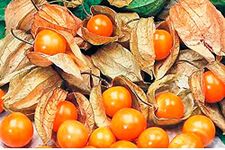 Cape Gooseberry Physalis Peruviana 50+ Seeds