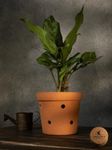 Village Decor Handmade Terracotta Orchid Pot|Pack of 1|Height - 5 Inch