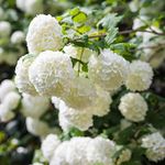 Viburnum ‘Roseum’ Large Hardy Outdoors Potted Flowering Garden Shrubs Snowball Tree Flowers for The Border or Patio Pots, 2 x Viburnum Opulus ‘Roseum’ Shrub Plants in 3.6L Pots by Thompson and Morgan