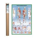 EuroGraphics Human Body Poster 36 x 24 inch