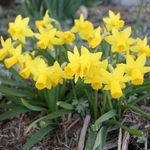 Tete A Tete Daffodil Flower Bulbs J