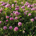 Outsidepride Perennial Red Clover Seeds - 40 lbs. Self-Seeding, Nitrocoated, Inoculated Clover Seeds for Lawn, Yard, Forage, Pasture, Hay, Nitrogen Fixation, Soil Improvement & Crop Rotation Programs