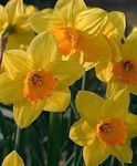 30 X Fortune Narcissus Daffodil Bul