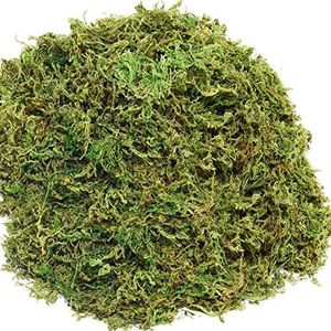 ZYAPA 10OZ