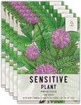 Seed Needs Sensitive Plant Seeds for Planting Mimosa pudica - Heirloom & Open Pollinated Annual Flowers - Pink Blooms with Leaves That React to Touch (5 Packs)