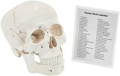 Human Skull | Anatomical 3-Part Med