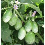 Golden Hills Farm High Yield Green Round Brinjal 1000+ seeds