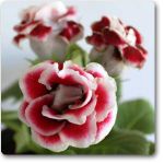 Radha Krishna Agriculture; Gloxinia Tuberous Flower Bulbs Pack of 15 Different Colour Flower Bulbs