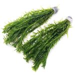 k2aqua - 20 ELODEA DENSA Stems Oxygenating Weed Live Pond Plant Water Aquarium Aquatic Plants Egeria