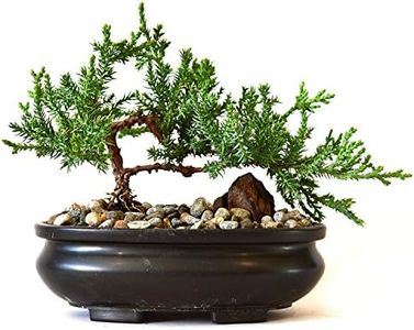 9Greenbox Best Gift Bonsai Juniper Tree, 4 Pound