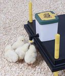 WP25 Brooder with Drinker and Feeder