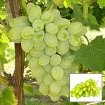 HAPING Green Super Sonaka Seedless Grapes Angoor Layering/Grafted Fruit Live Plant