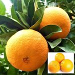 HAPING Washington Navel Orange Santra Grafted Fruit Live Plant (1.5-2 Feet Height)