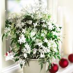 Jasmine on a Hoop - Scented Houseplant - Festive Indoor Plant - Pure White Flowering - Easy to Grow Your Own - 1 x Potted Plant On A Hoop (30cm Tall) & 20 LED Lights by Thompson and Morgan